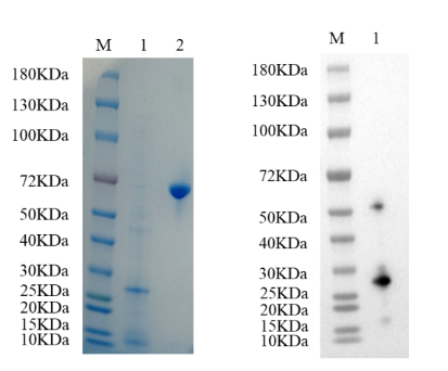 Reducing 4%-20% SDS-PAGE (CBB stained) and WB (Anti-His Mouse Monoclonal antibody) analysis profiles of purified BCL2.
1. BCL2: 1 μg
2. BSA: 1 μg